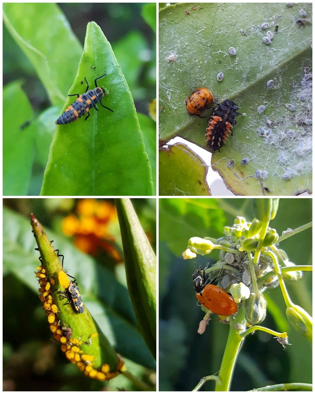 A four part image collage, the first image show a lady bug larvae on the tip of a plant leaf, the second image shows fuzzy mealybugs and aphids on the bottom of a leaf, with a black and orange ladybug larvae eating them.The third image shows a ladybug larvae eating orange aphids (garden pests) on our milkweed, the fourth image shows an adult lady bug eating grey aphids on flowering kale.