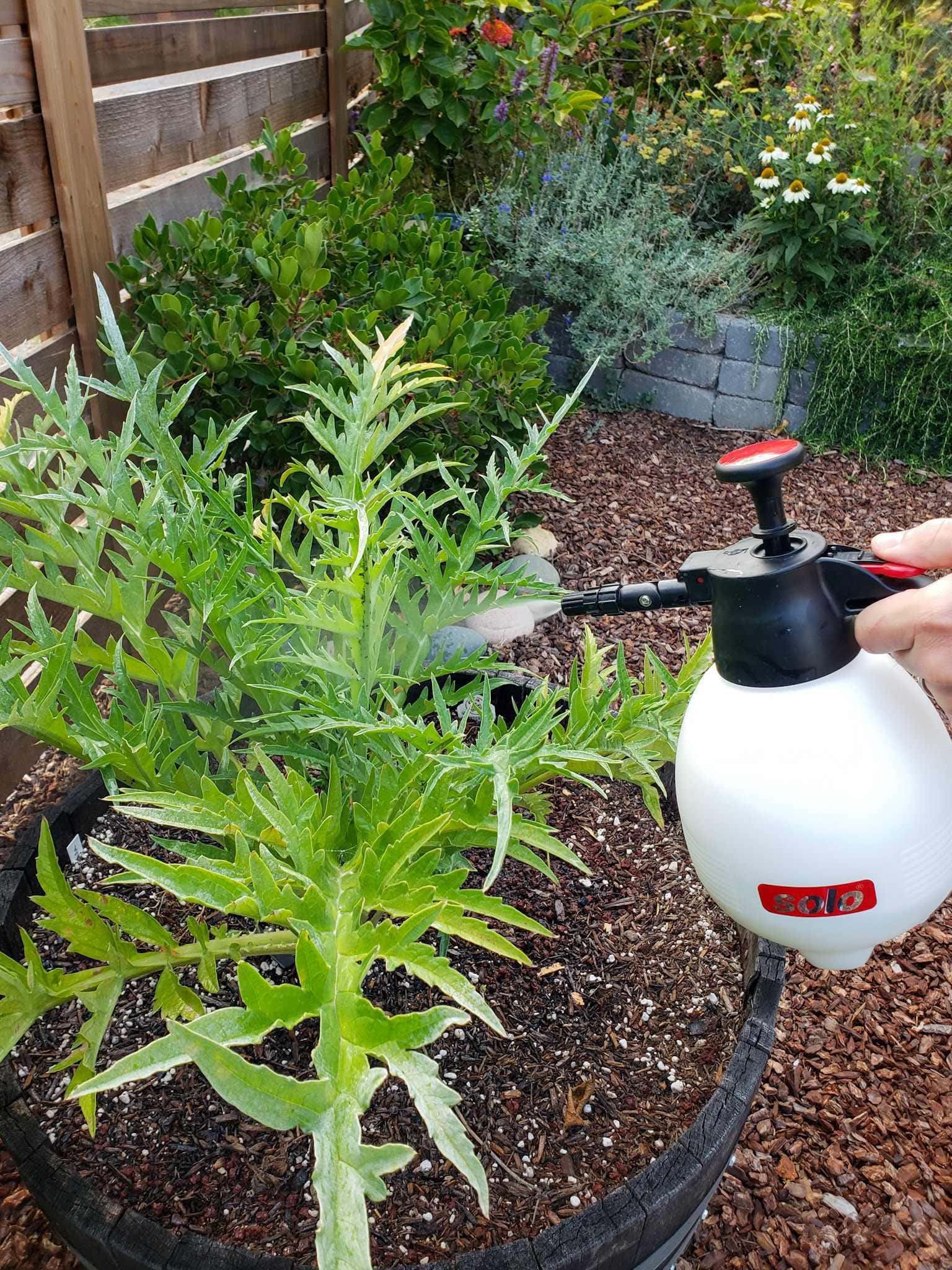 A hand is using a small handheld pump sprayer to spray an artichoke plant that is infected with aphids. The artichoke is planted in a half wine barrel amongst bark mulch ground cover, various shrubs, flowering annuals, and perennials. 