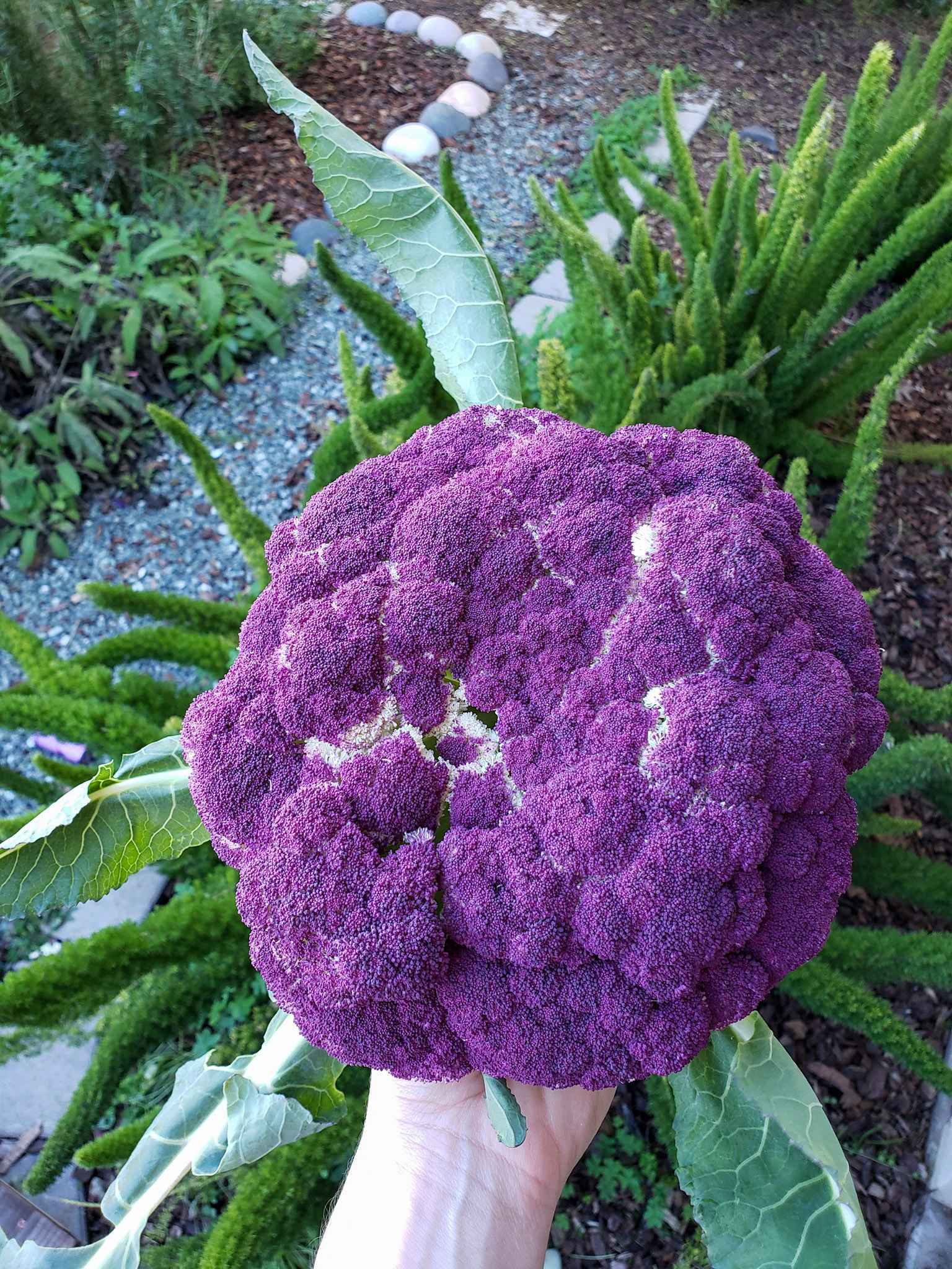 A hand is holding a head of purple cauliflower which shows portions of white on the inside edges of the head. Beyond that lies foxtail ferns, hummingbird sage, and rosemary planted out in borders along a gravel walkway. 