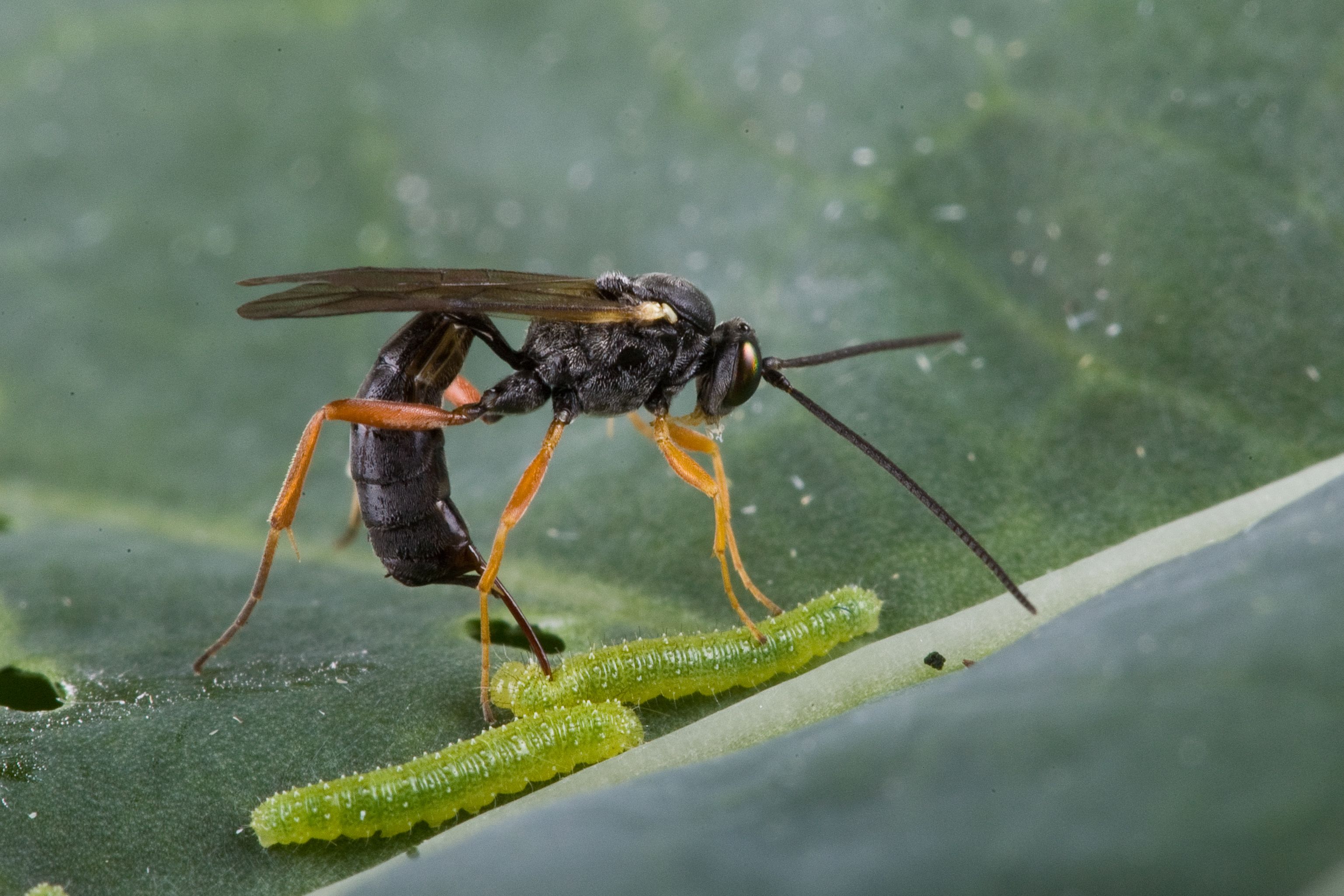 A black parasitic wasp with orange legs is inserting an appendage into a caterpillar where it will deposit eggs that will turn into larva and feed on the host caterpillar until the caterpillar dies. 