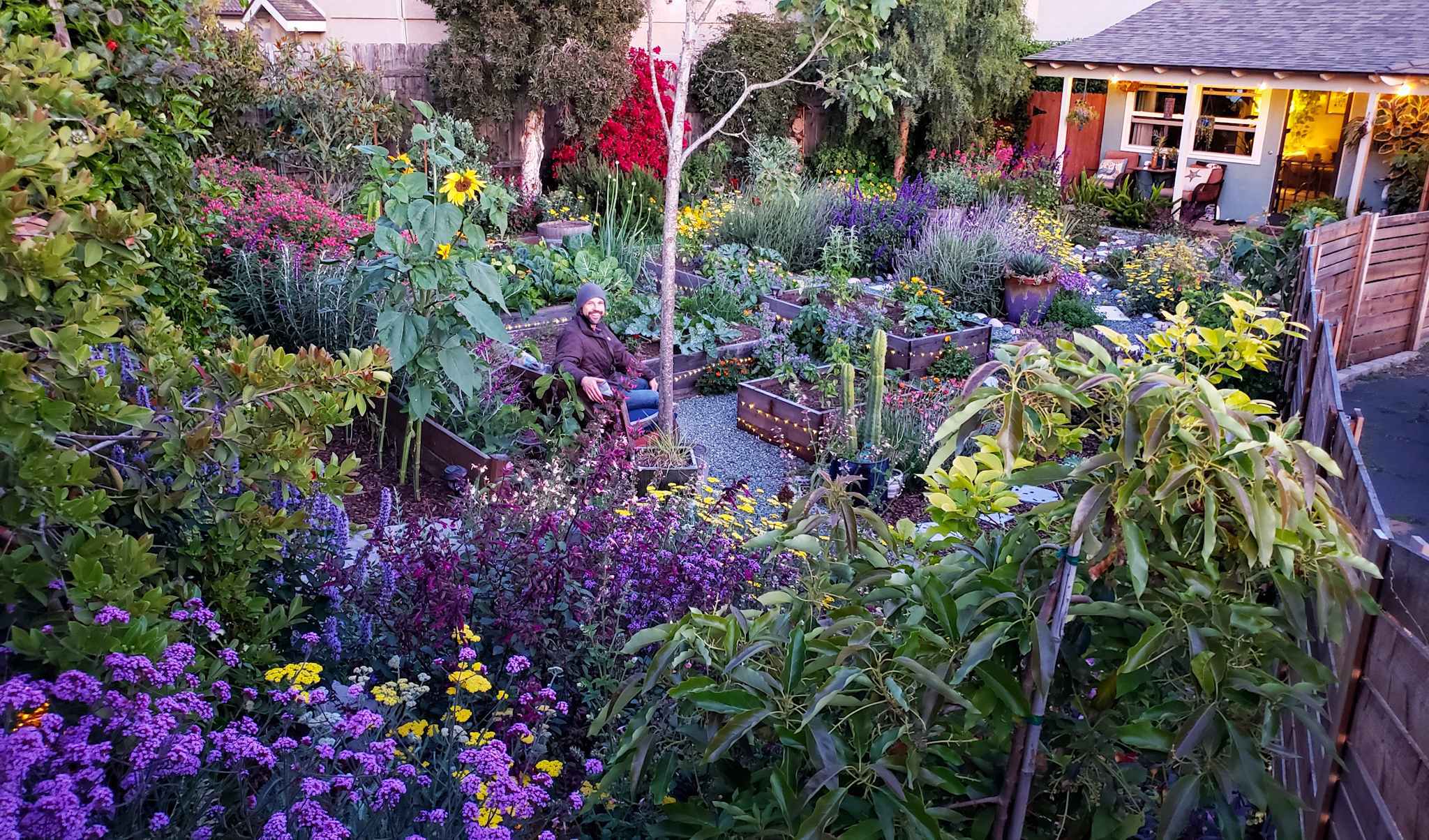 A photo of front yard garden in teh evening hours. A small blue house is in the background. The yard is full of purple, yellow, and pink flowers, including yarrow, sunflowers, zinnia, salvia, scabiosa, verbena, nasturtium, lavender and more! A man sits on a bench in the middle of the yard, with a few wooden raised garden beds in the garden too. There is no grass, only flower beds surrounded by gravel and stone pathways, and twinkle lights around the beds and house, lit up in the evening hours.
