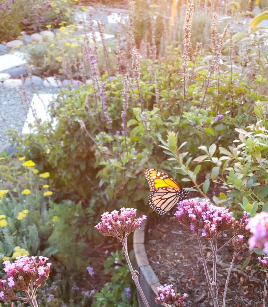 A monarch butterfly drinks from a purple verbena bloom, lit up in a ray of sunshine. The monarch is happy and welcome in this section of the garden, full of blooming flowers planted to attract pollinators. 