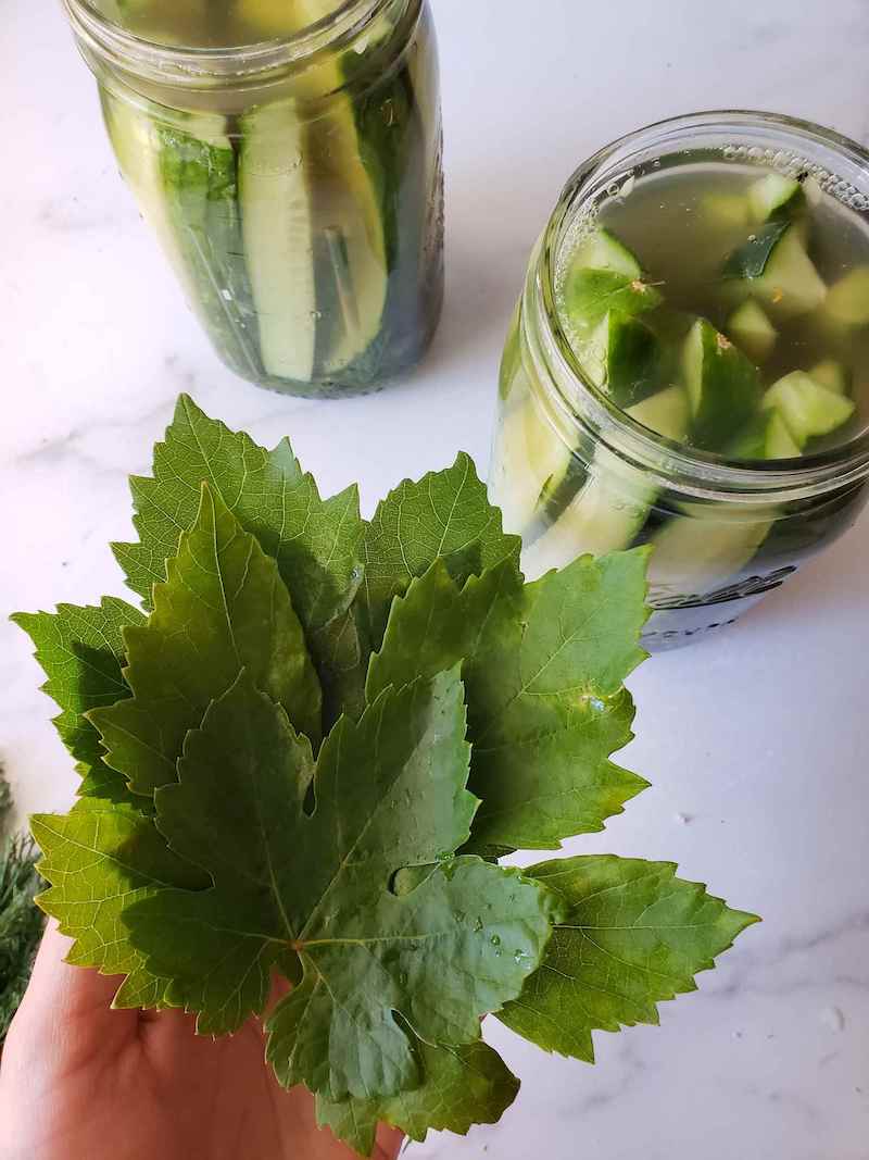 A hand is holding a few freshly picked grape leaves next to two quart jars of cucumber pickles. 