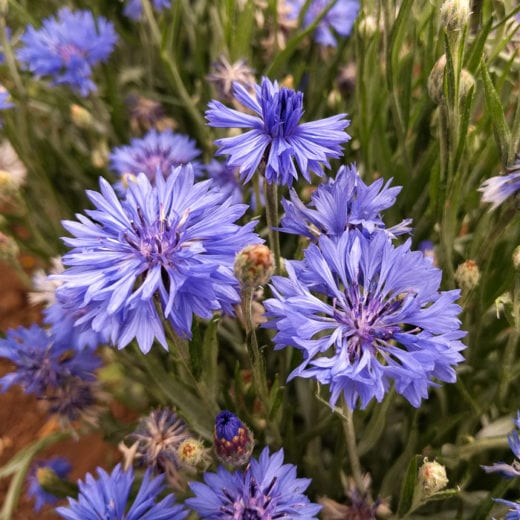 Blue purple bachelor button blooms