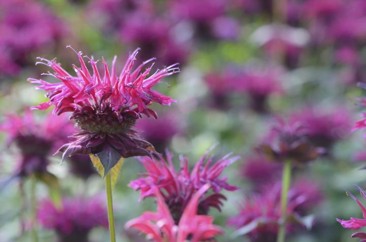 A photo of bee balm, a popular plant for pollinators. It is a round flower bud with interesting spiky individual flowers coming out of it in a circle. They're hot pink. 