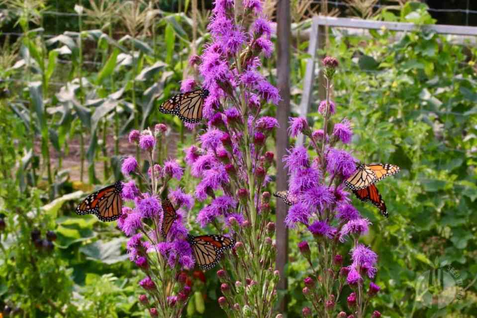 Purple fluffy flowers on tall spikes, with four monarch butterflies on it at once. 