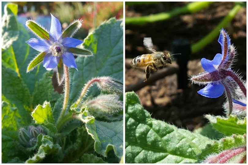 A purple start shaped borage flower, with a bee in flight, coming straight for it. 