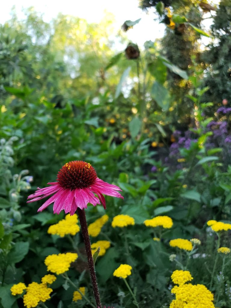 A single pink coneflower, with large spikey middle dome and down-ward pointing flower petals around it. Pollen is visible on the flower center. Blurred in the background are other flowers, also plants for pollinators. 