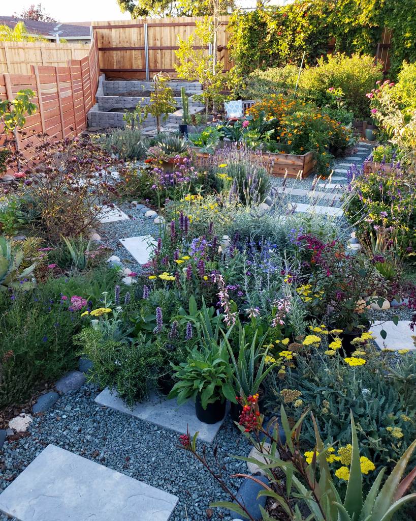 This was after a trip to three different local nurseries, picking out all the pollinator-friendly plants we wanted to add to our new front yard garden expansion. The pile of plants in the middle of the pathway were added to the empty terraced corner on the top left. Shown are yarrow, lavender, many types of salvia/sage, agastache, milkweed, and trailing rosemary that will flower too.  Planted all around are more of the same. You can also see pollinator-friendly companion plants in the raised beds in the background, like marigold and calendula. 
