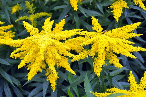 Long fuzzy bright yellow spikes of goldenrod blooms, with bees flying around them. While it is a good plant for pollinators, it can also be invasive in areas where it isn't native.