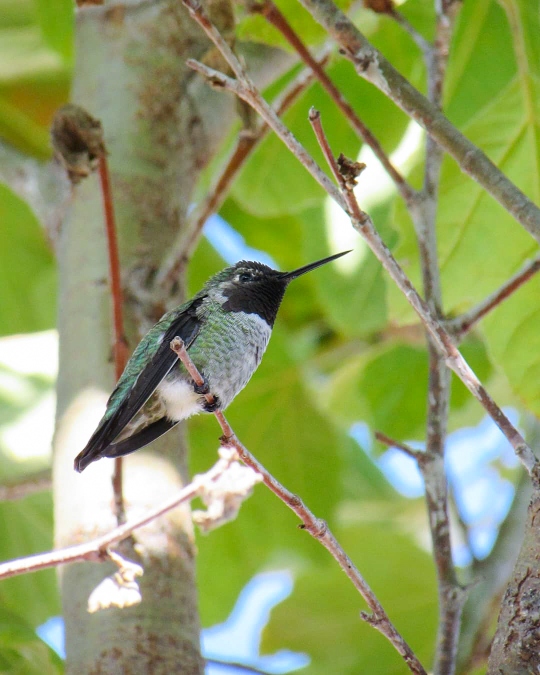 A close up photo of a hummingbird perched on a slender limb of a California Sycamore tree. The birds feet are wrapped around the slender limb like clenched fists. The bird has a black beard fading into a grayish green chest. The edges and tips of its wings are black and the back is an emerald green.