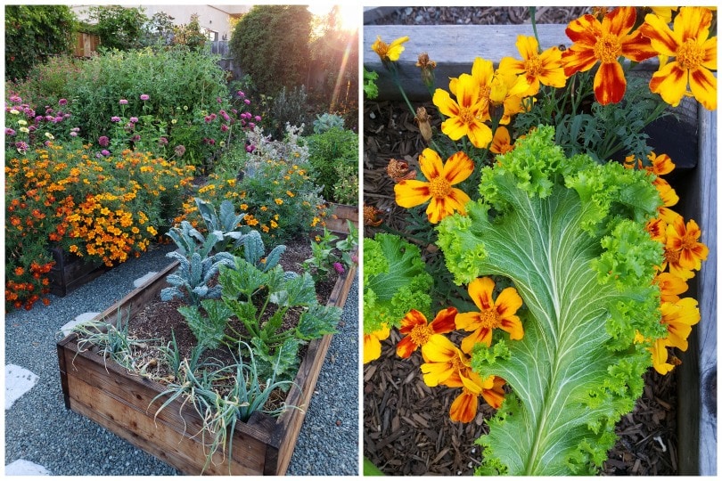 Two images of yellow and red french marigolds. One with a mustard green leaf, another showing a huge bush of marigolds in bloom billowing over the side of a raised bed, taking over the bed.