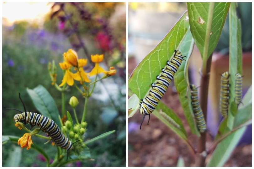 Two close up images of black, yellow and white striped monarch caterpillars on milkweed plants 