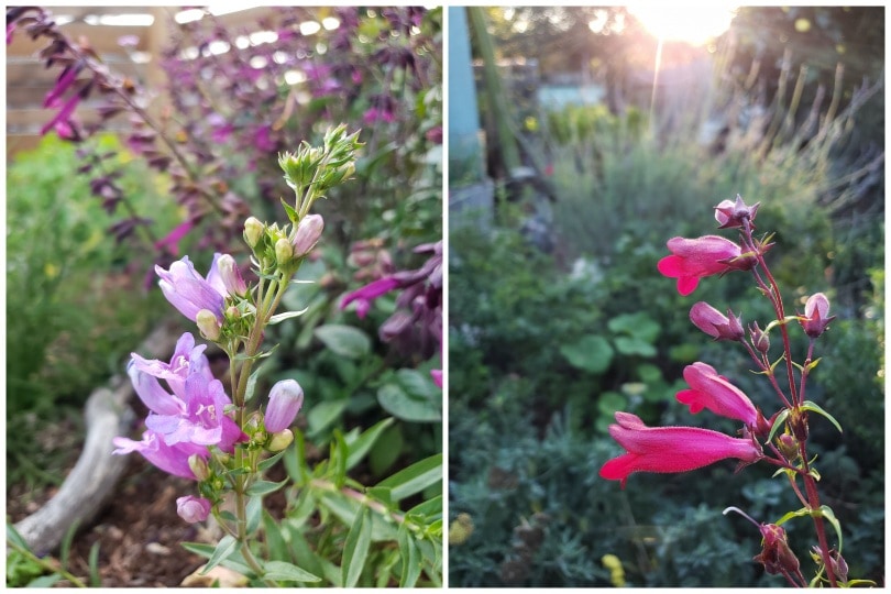 Two photos of light pink and dark pink tube-shaped penstemon flowers,with other colorful flowers and plants for pollinators in the background. 