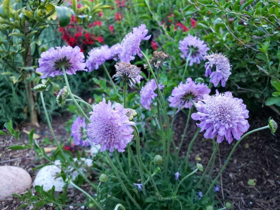 Light purple pincushion flowers, a dainty and easy plant for pollinators. 