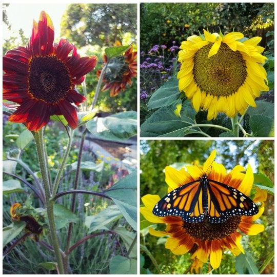 Three close up images of various sunflower heads. One is red with many heads. One is huge and yellow. The last is orange in the middle with yellow tips, and a monarch butterfly sits in the middle of the flower. Sunflowers are a highly attractive plant for pollinators.