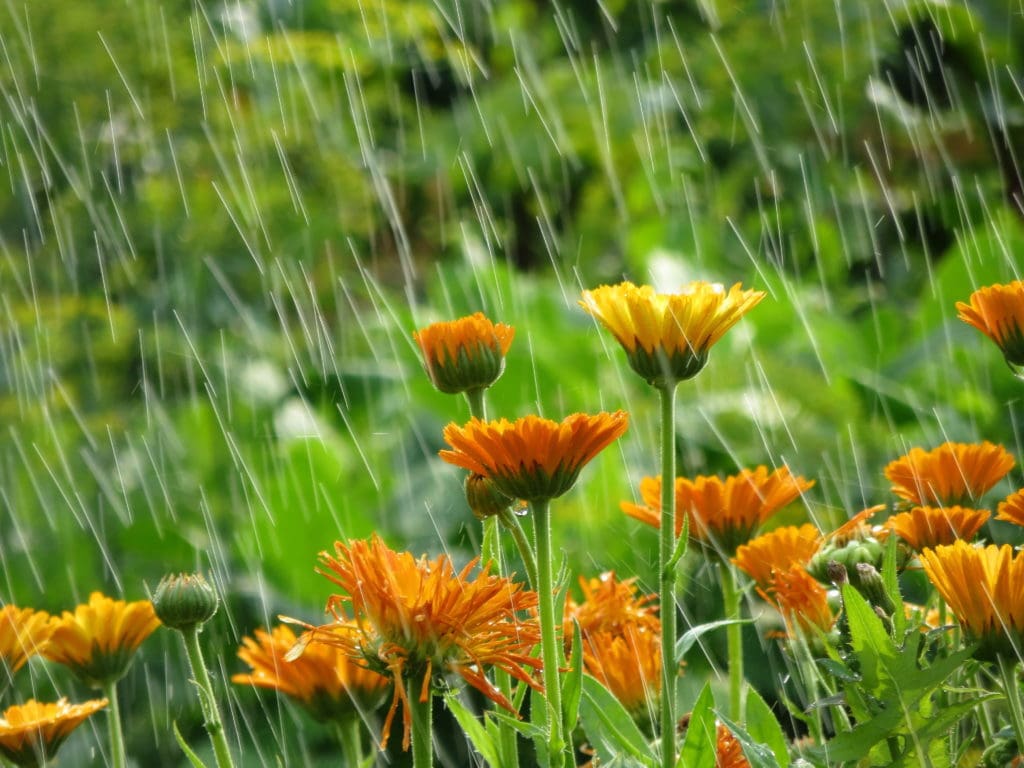An image of daisies popping up out of the ground, some blooms are all the way open and some are still a tight ball. The surrounding area is very lush and there are rain drops falling from the sky. A good rainwater collection system will help capture some of those rain drops to utilize at another time. 