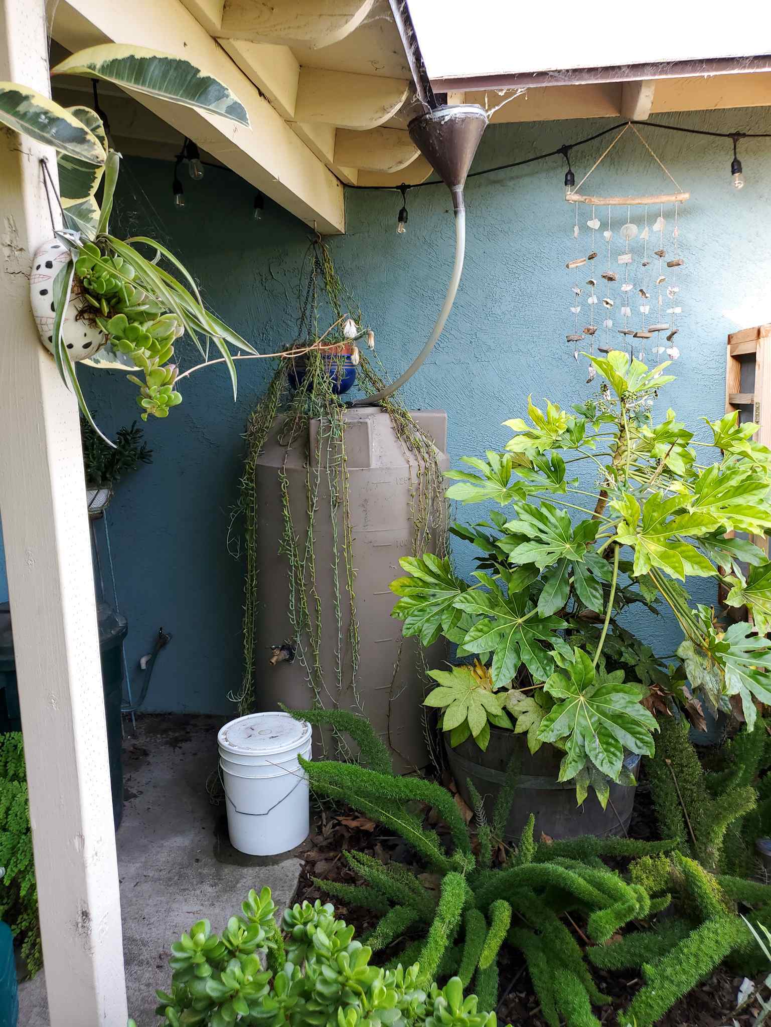 A rain water tank is shown tucked into the corner of a front porch. There is a vintage funnel that is used to catch the water underneath a valley of the roof. The funnel is connected to a large plastic pipe that is connected to the water storage tank. A rainwater collection tank of this size will fill up quickly in a good rain storm. There are many plants surrounding the water tank such as Japanese Aralia, asparagus fern, jade, along with a few others. 