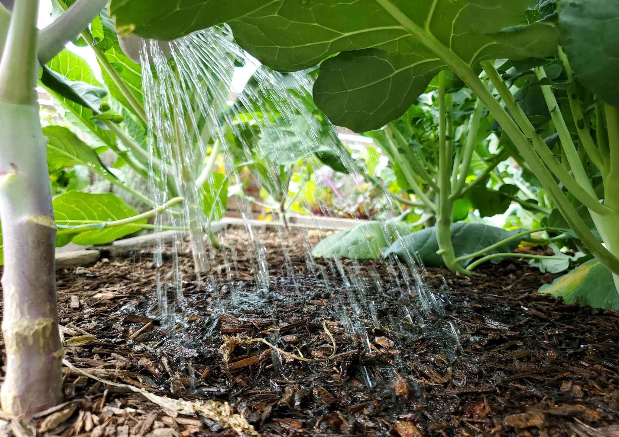 A watering can that isn't visible is watering the soil below the canopy of collard greens so the water isn't getting on the plant's leaves. The water resembles that of a rain shower spray. 