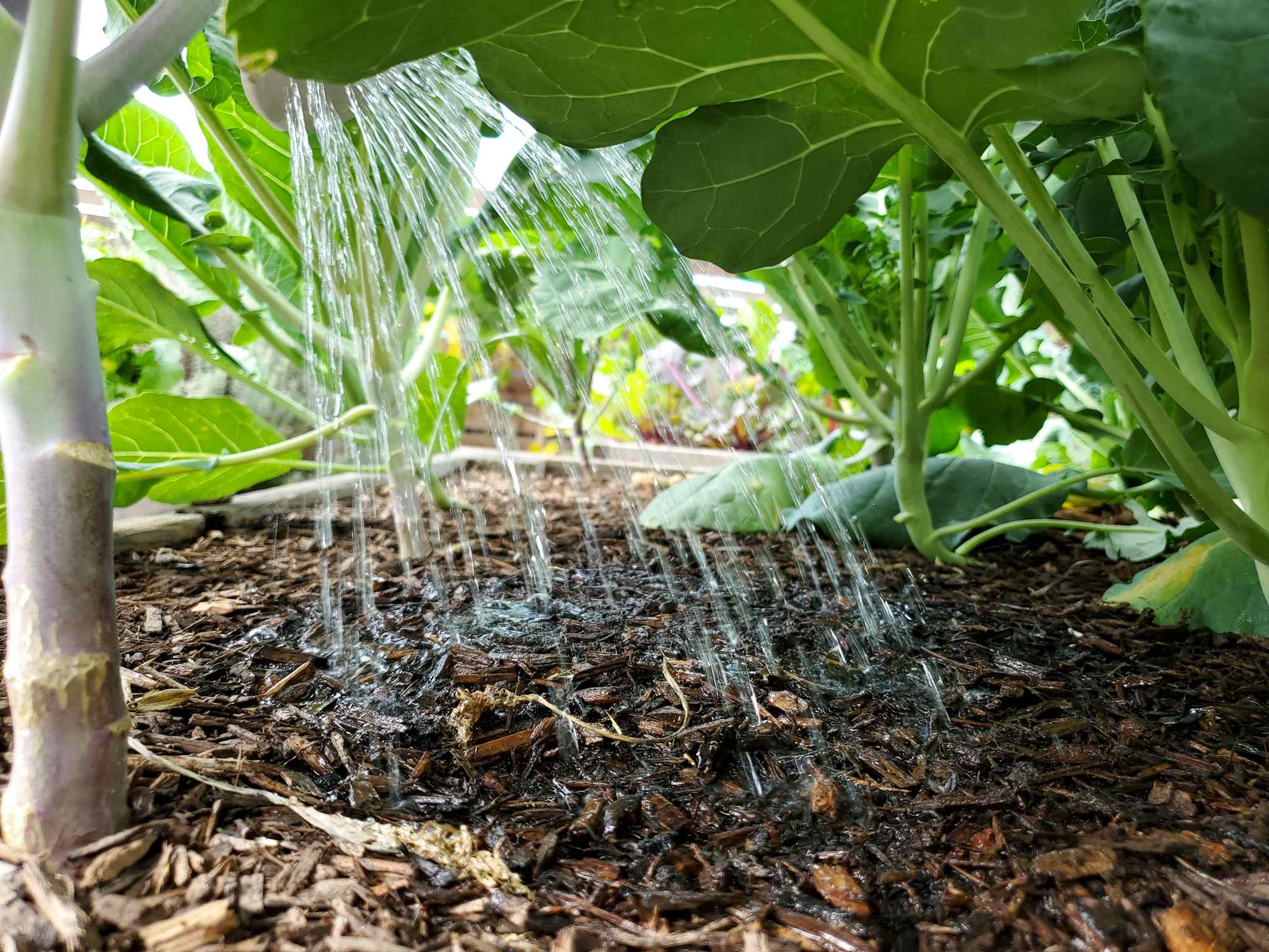 The understory of a garden bed containing many veggies is shown. There is a watering can dispersing water onto the soil around the vegetables. This illustrates when using rain water it is best to be sure to water the soil and not the plants themselves, just in case the water is contaminated with something from either the roof or water storage tank itself. 