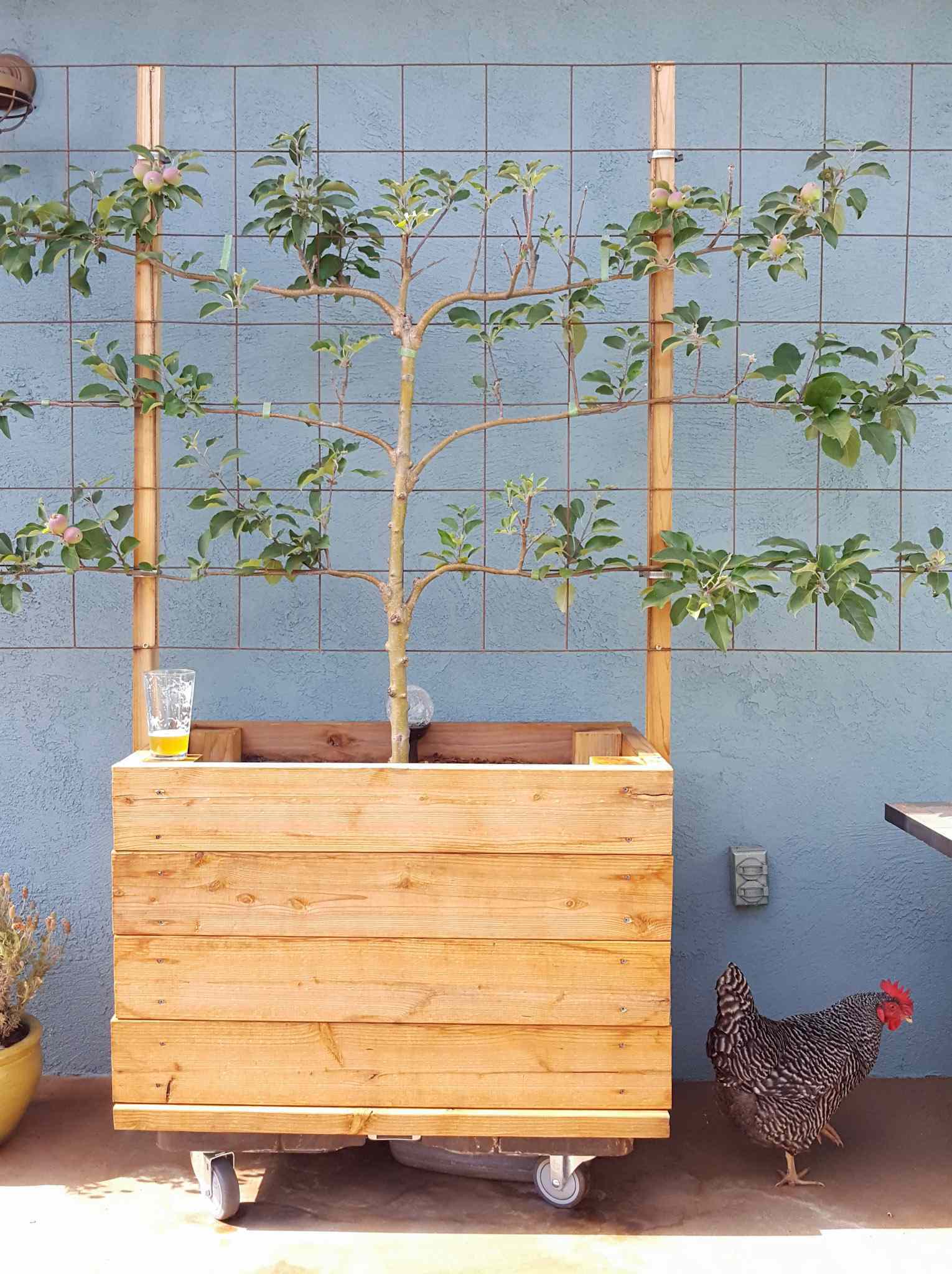A raised wooden bed on wheels is shown. The box contains an espaliere apple tree with concrete remesh serving as its trellis. There is a Barred Rock chicken on the ground next to the box. 