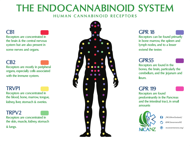 A diagram of the endocannabinoid system and the human cannabinoid receptors. There is a human figure in the middle with many dots of varying color throughout the body. Along each side of the body there are listed cannabinoid receptors such as CB1, CB2, TRVP1, TRVP2, GPR 18, GPR 55, GPR 119 as well as a brief description on where the receptors can be found in the body. Each receptor has a color coded square next to it that ties into the colored dots on the human body in the center. 
