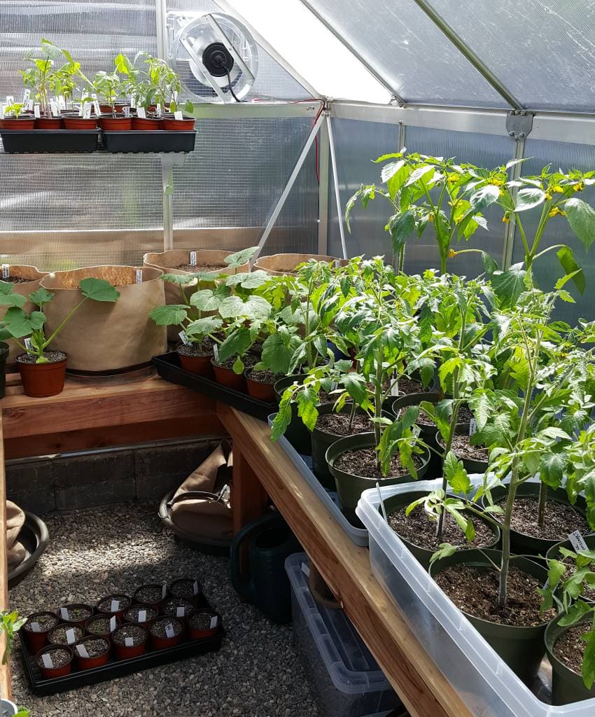 A small greenhouse full of tall young plants, larger than seedlings, like tomatoes, tomatillos, and summer squash. The plants have been potted up a few times, from smaller containers into larger containers, preventing them from becoming root bound. They have already been "hardened off" and are ready to be transplanted outside in to the garden. 