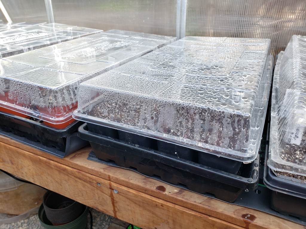 Trays of seedling containers, covered with humidity domes and sitting on top of seedling heat mats, covered until the seeds sprout to maintain ideal moisture and warmth.