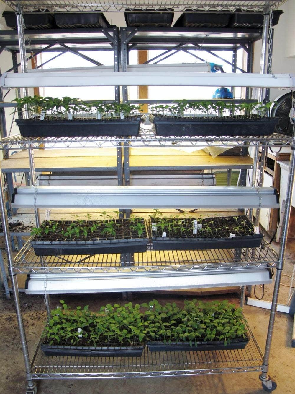 An indoor seed starting set. A shelving unit with many fluorescent grow lights hanging above trays of young seedlings.