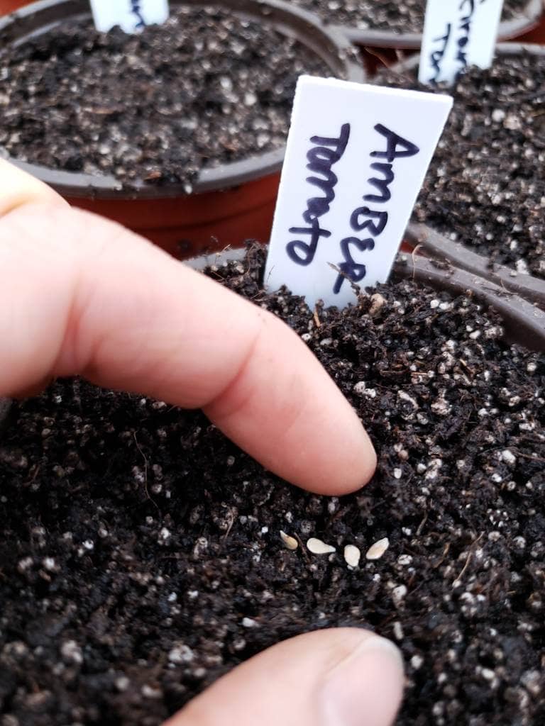 A few small tomato seeds being planted (sowed) in small 4 inch seedling pots, barely covered with soil.