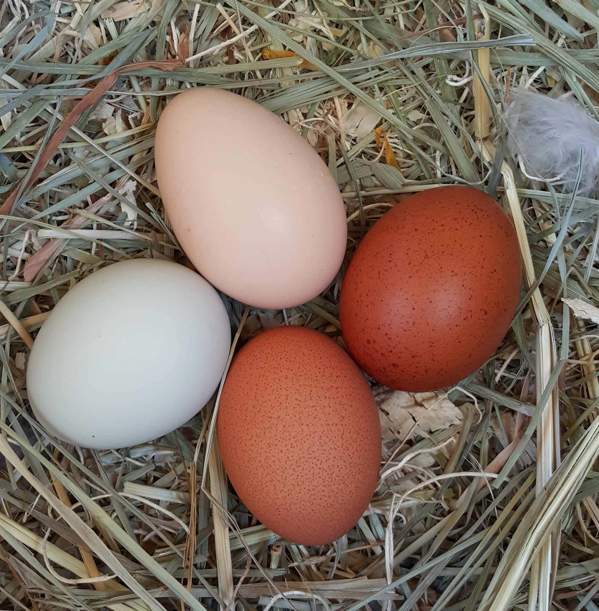 Four eggs sit in a chickens nest box. They are on top of a bed of hay and straw, on egg is blue, one is light brown, and two are dark brown with dark speckles. There is a fluffy chicken feather barley entering the image from the right most edge. 