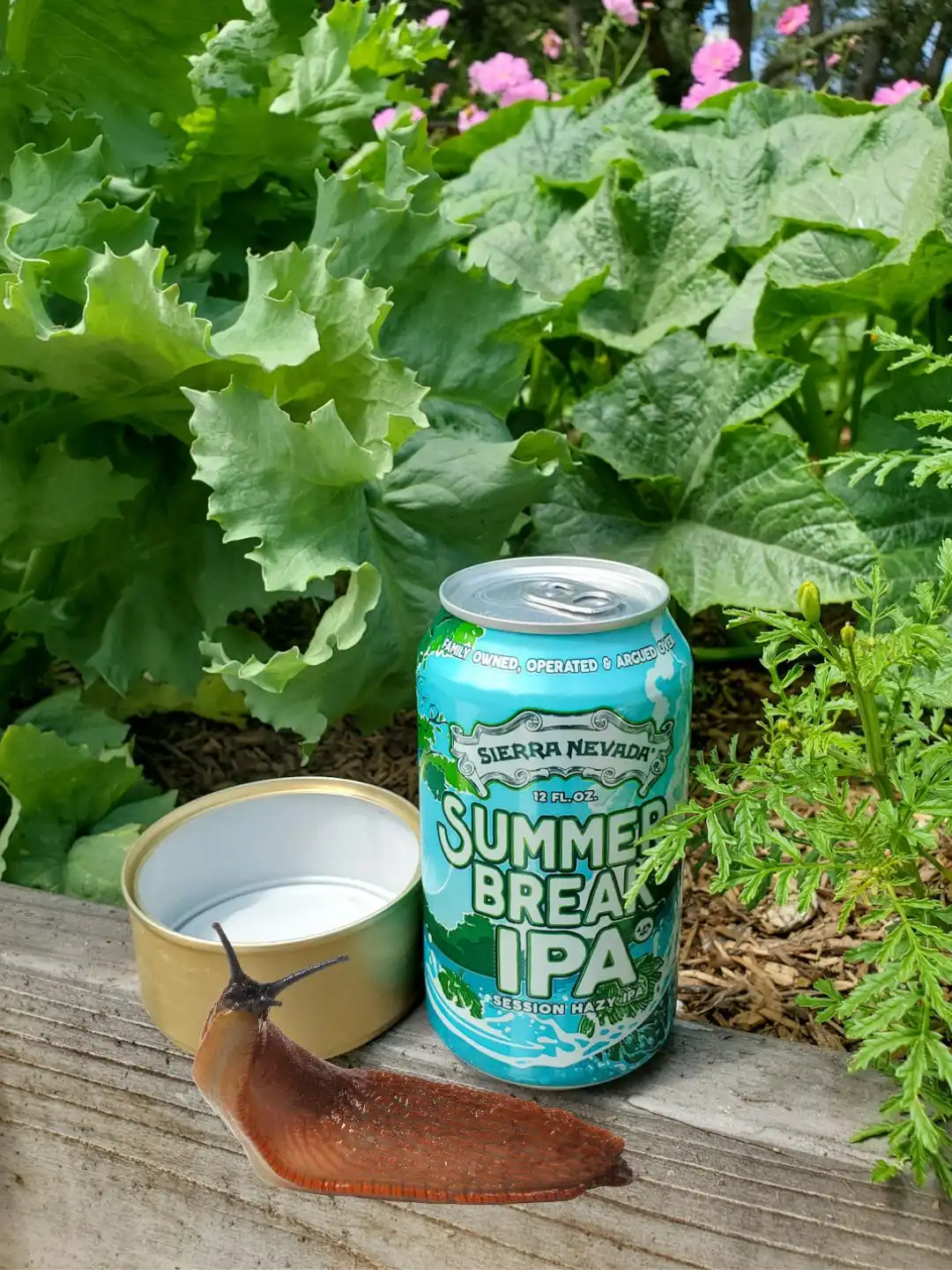 A can of beer sitting next to an empty can of cat food on the edge of a raised garden bed. Squash, poppies, marigolds, and cosmos are growing inside the bed. An image of a slug has been superimposed on the edge of the garden bed.