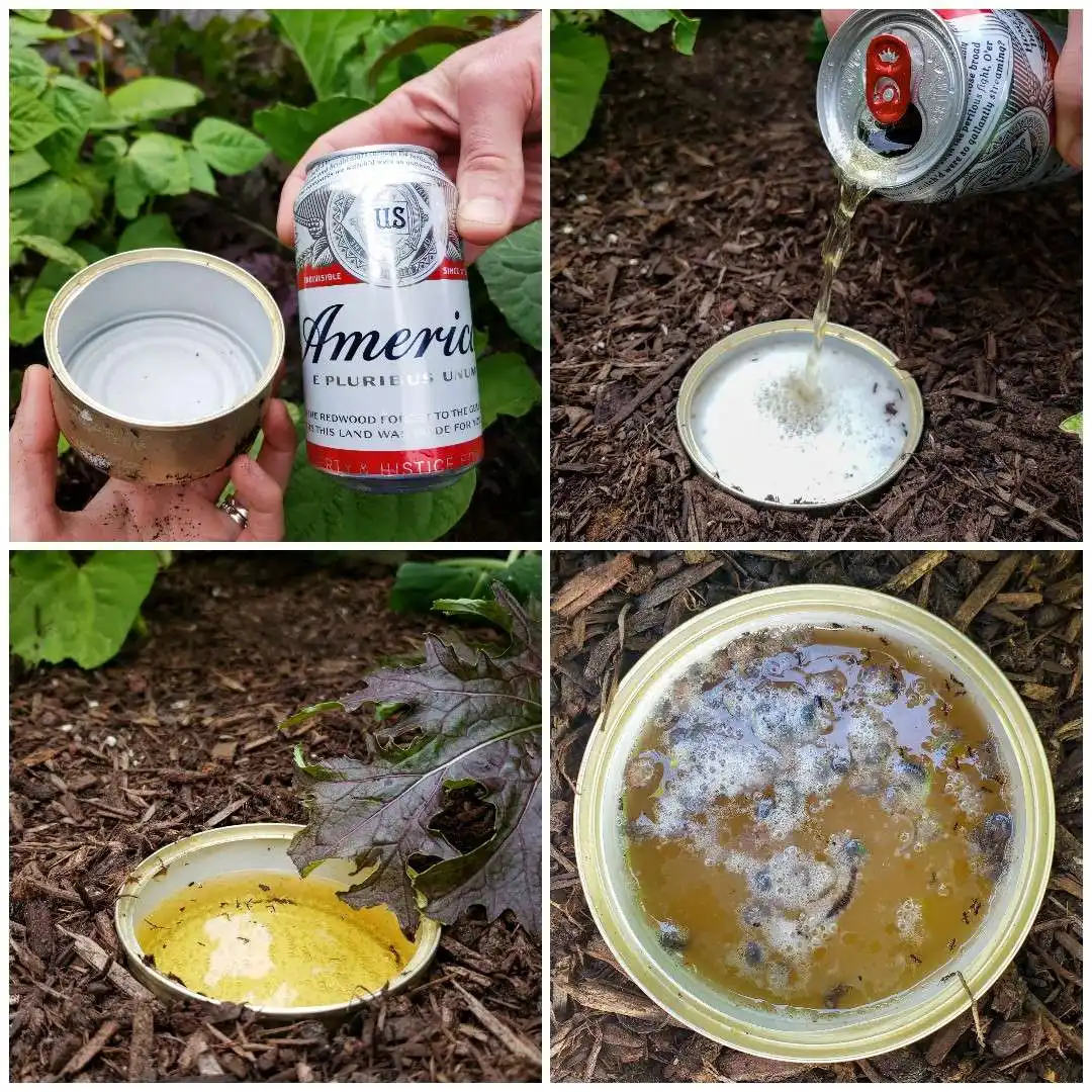 A four way image collage of how to make a slug beer trap. The first image shows and empty cat food can next to a can of beer. The second image shows the can buried into soil so the lip of the can is level with the soil line, a can of beer is being poured into the empty cat food can. The third image shows the can buried in soil, partially full of yellow beer. The fourth image shows the trap after a day or so and it is full of pill bugs. 