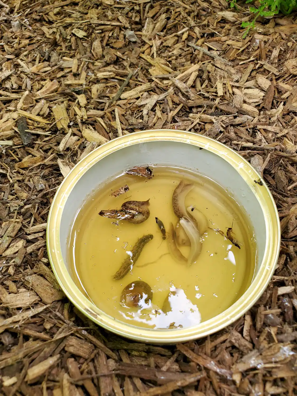 A slug beer trap that contains an array of garden pest insects, slugs, pincher bugs, and a cut worm are floating in the beer. 