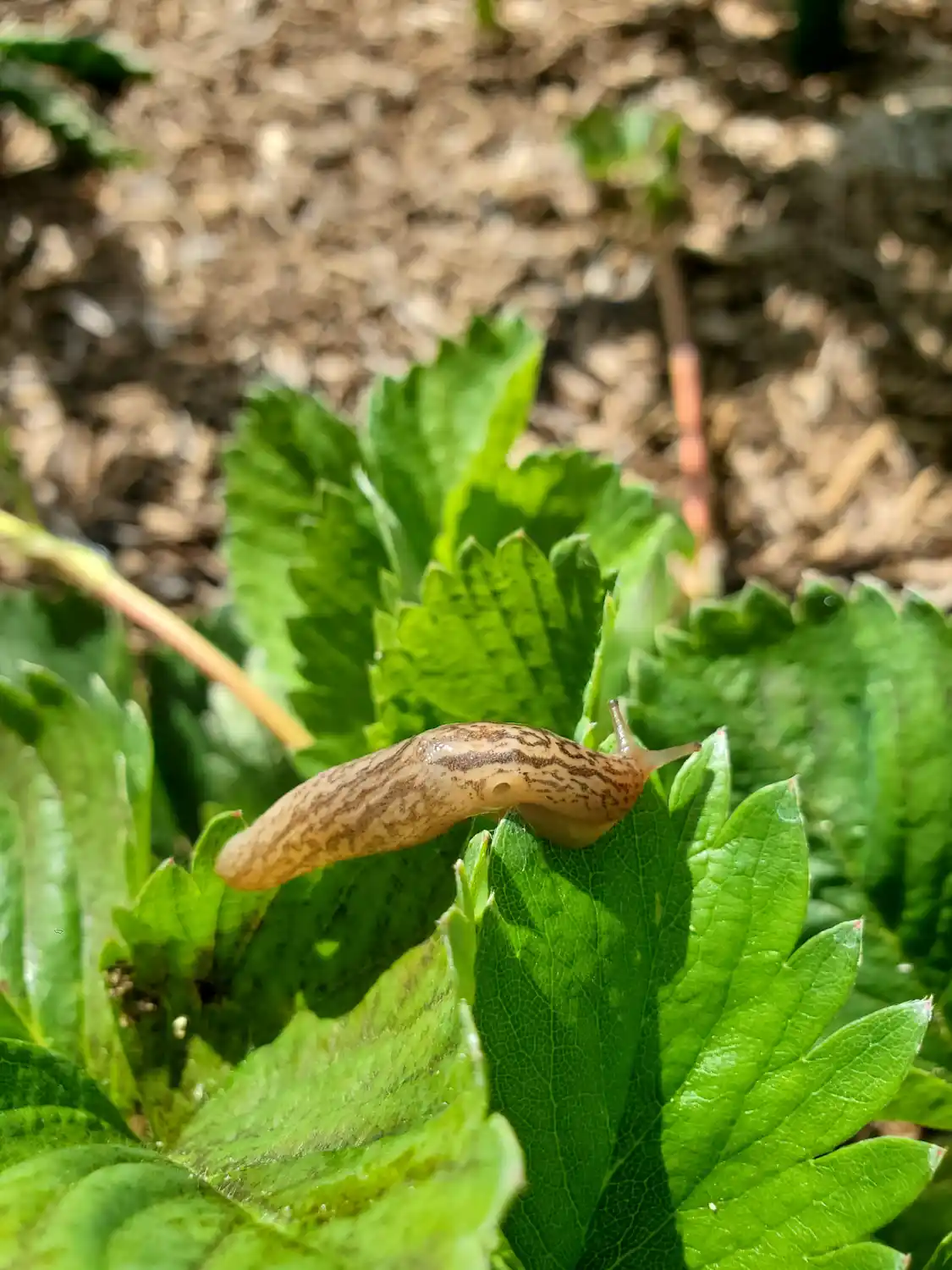 A close up image of a slug on top of a strawberry plant leaf.