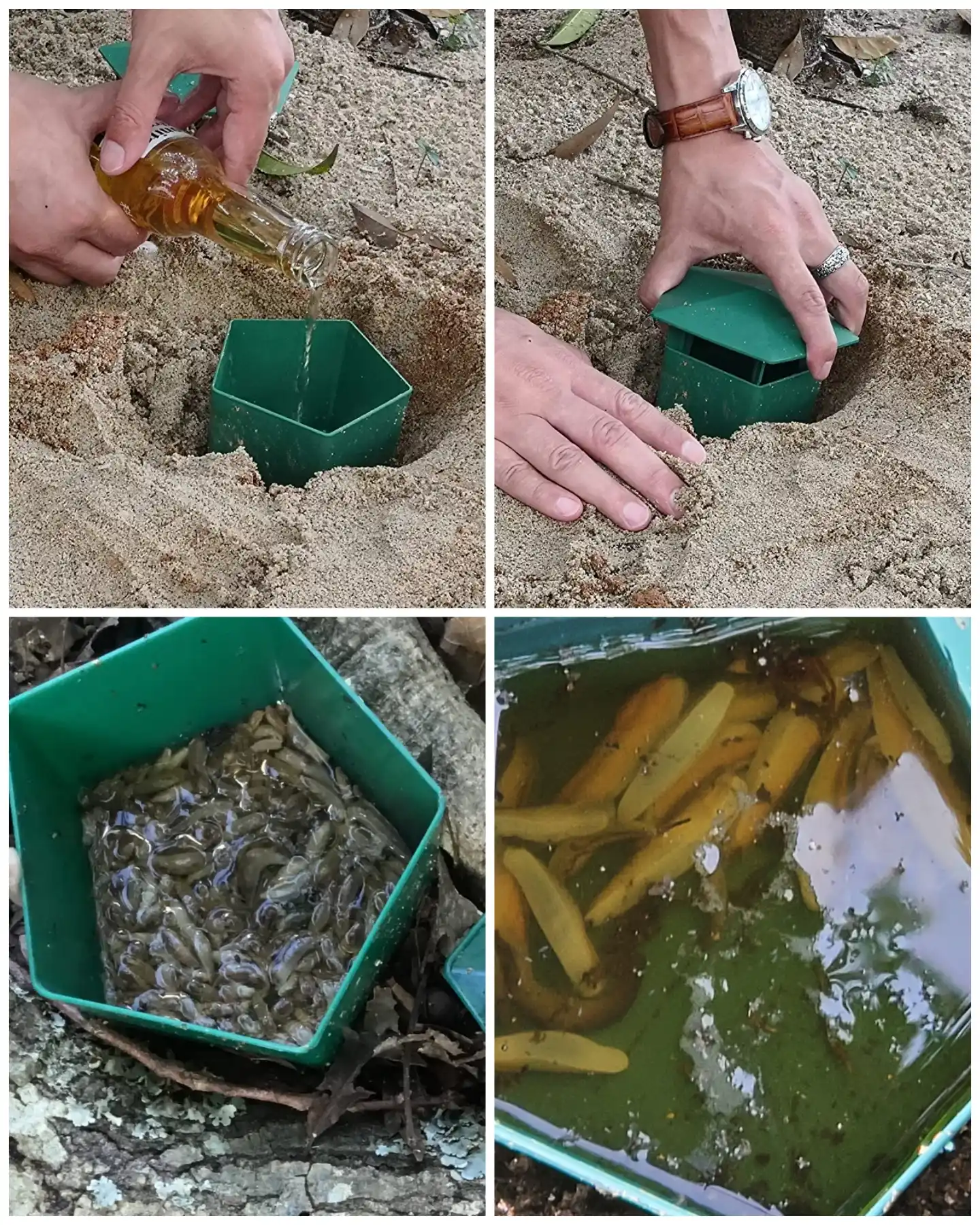 A four way image collage, the first image shows a beer being poured into a green container that is buried in the sand. The next image shows a hand putting a green lid on the green container. The third image shows the inside of the container and it is full of slugs, the fourth image shows a closer up view of the insects inside. 