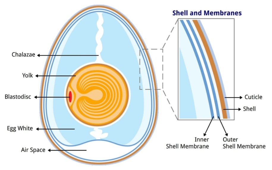 An illustrated diagram of the inside of an egg. It shows the inside of the egg and the name for each part such as the chalazae, yolk, blastodisc, egg white, and air space. There is also a magnified area to the right which is showing the shell and membranes and the name for each. There is the cuticle, the shell, the outer shell membrane, and inner shell membrane. 