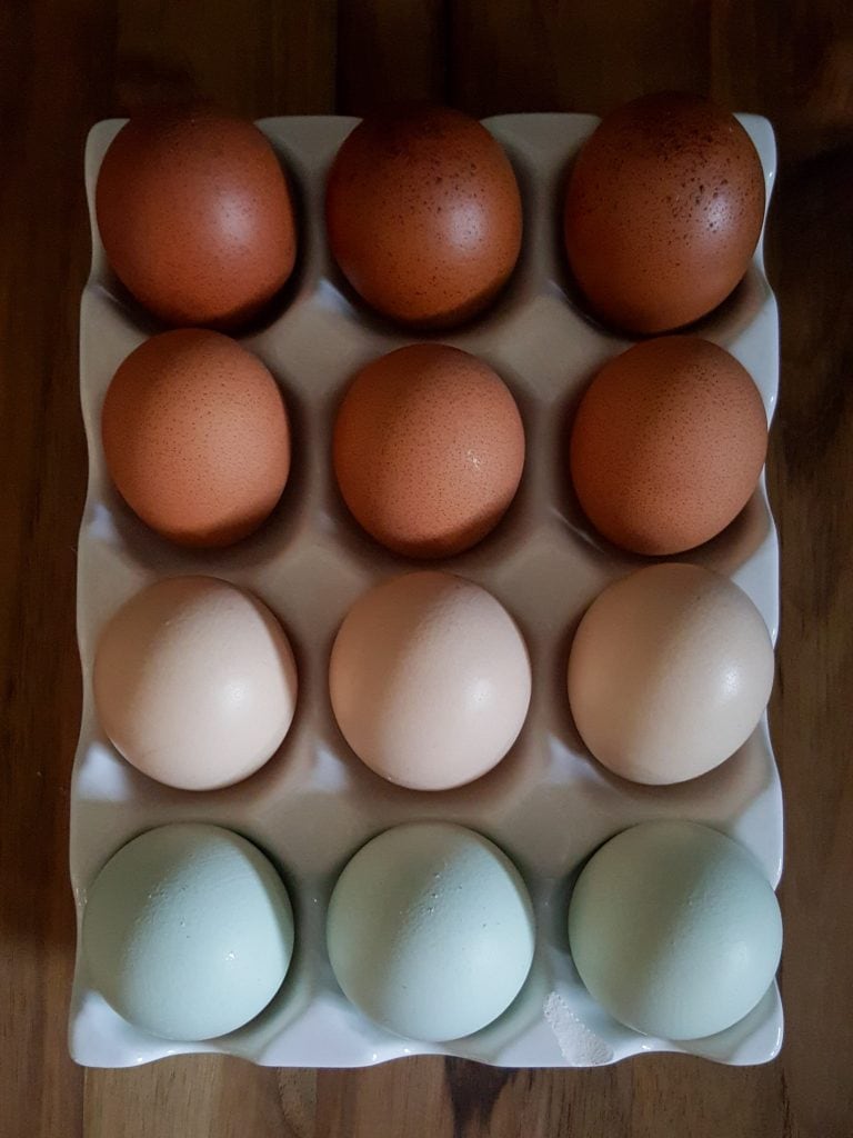 A dozen chicken eggs are being stored  in an egg storage container. It is white ceramic and open to the air, the edges are slightly wavy. There are four rows of eggs, each row contains three eggs each row from a different bird. The lower row has light blue eggs, the next row contains eggs that are light brown to pink, the third row up are medium brown with dark speckles, and the top row has very dark brown eggs with darker speckles. 