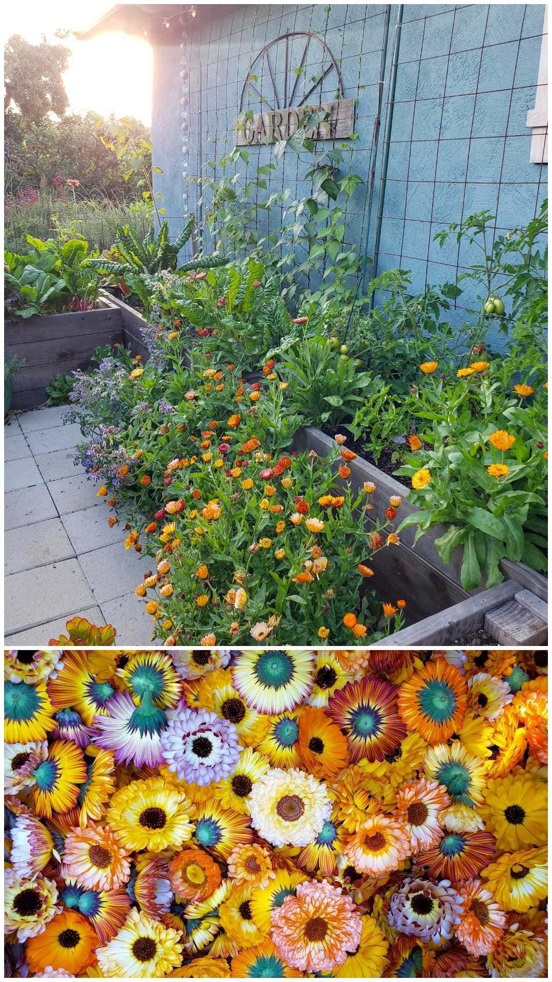 Two images. The bottom shows various colors of yellow, orange, pink, and red calendula blooms in a basket. The top image shows planting calendula in and around raised beds as a companion flower, shown with kale, tomatoes, swiss chard. 