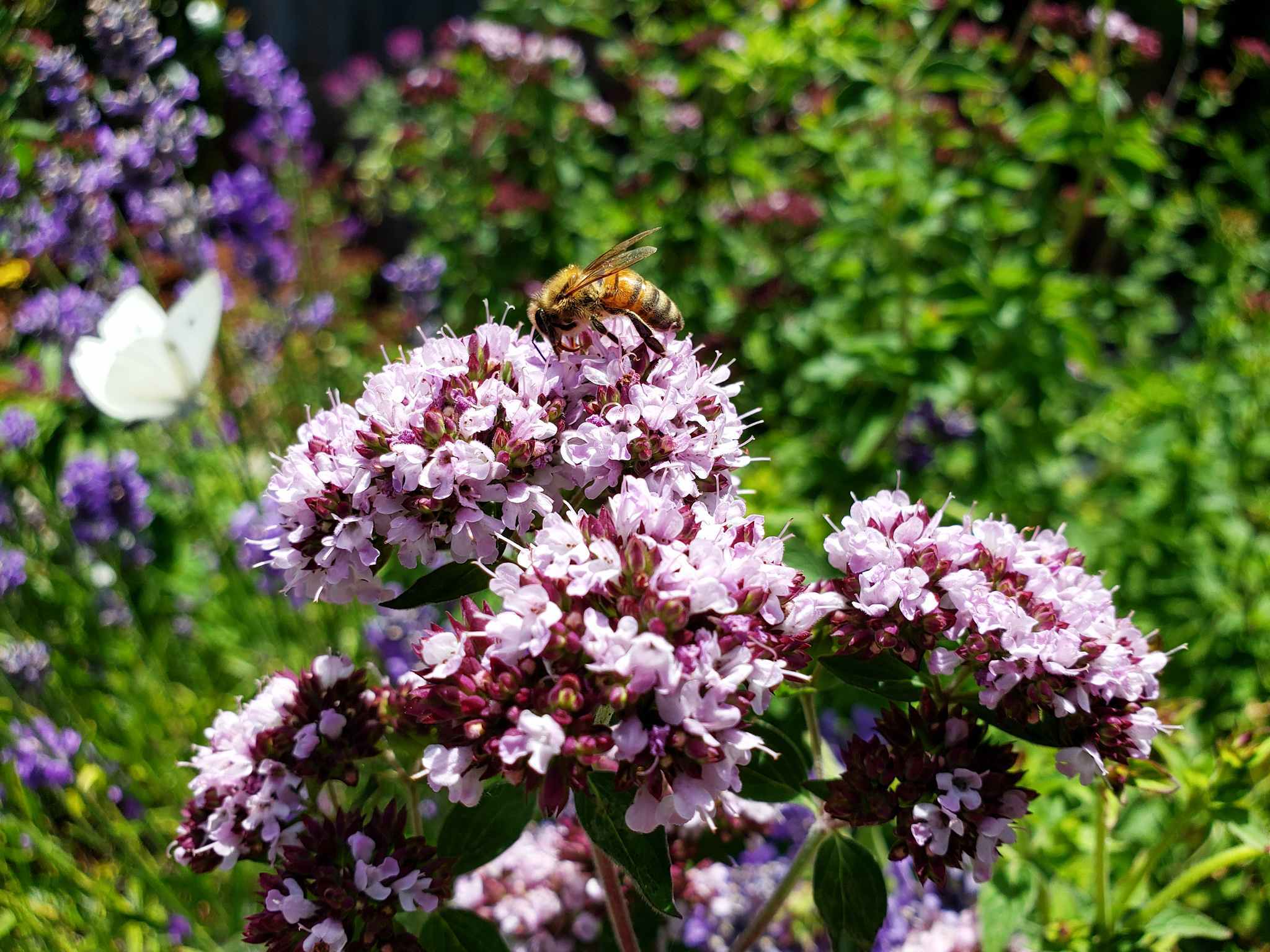 A bee is perched on top of Italian Oregano blooms, which are very small light pink-purple clusters of flowers.  