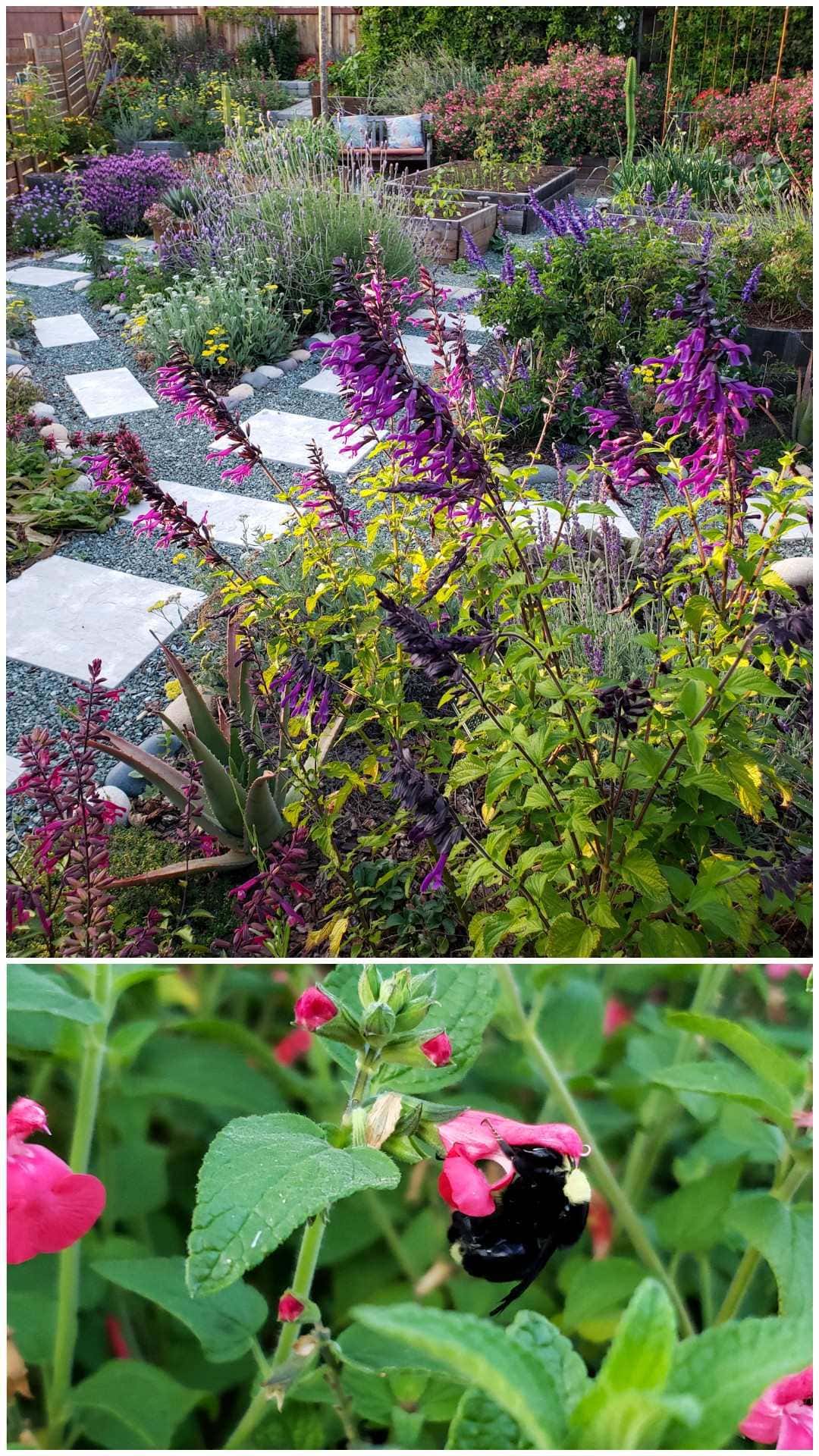 In the top image, a garden is full of purple, pink and yellow flowers of all shapes and sizes, lined by stone pathways. The bottom image shows a  close up of a fat black and yellow bumble bee enjoying a pink Watermelon Salvia bloom, with his face stuffed inside.
