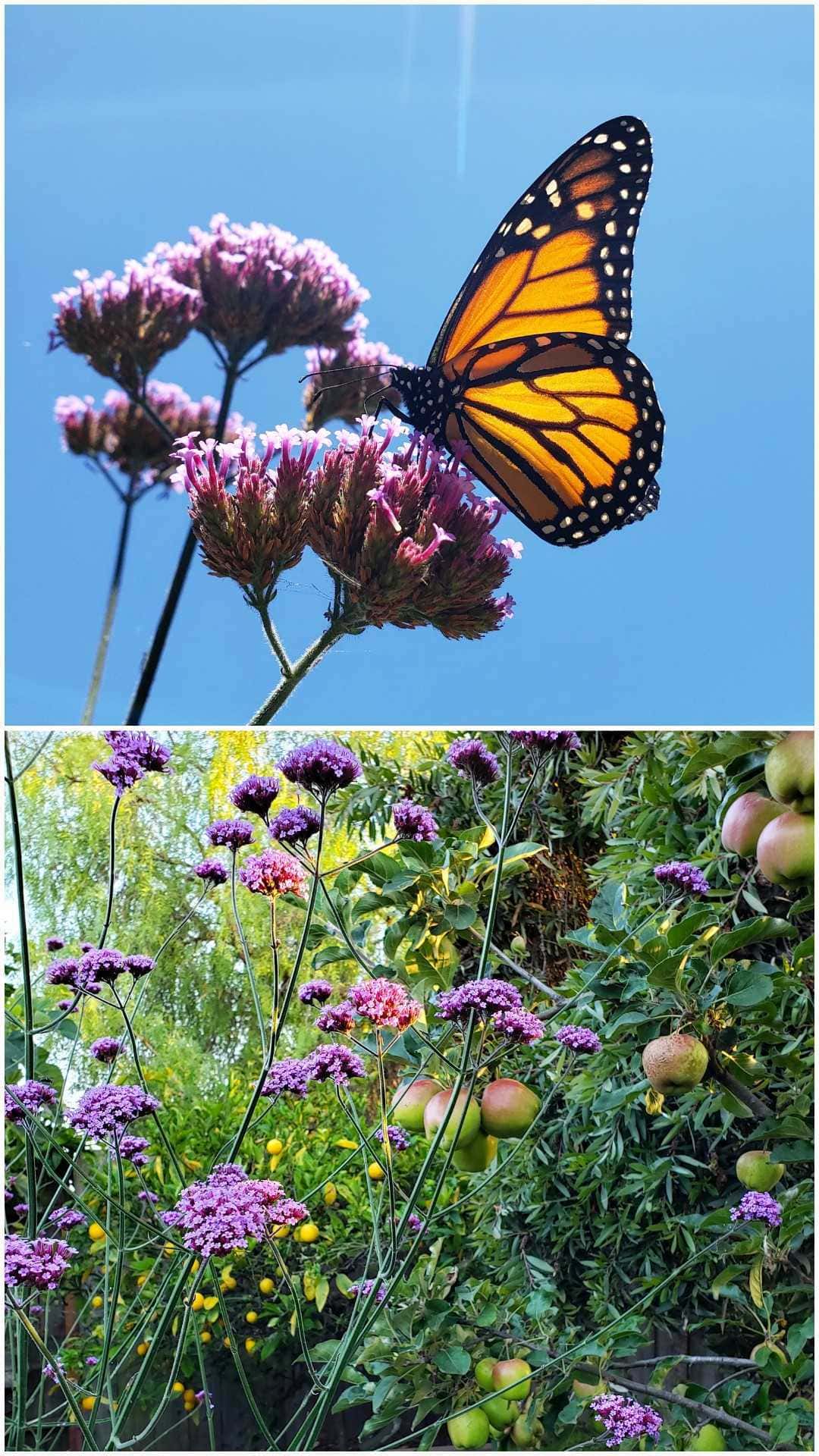 A monarch rests on a purple verbena plant, which has clusters of tiny flowers in balls at the end of otherwise bare stems. The blue sky and sun is in the background, illuminating the monarchs orange wings with black borders and white dots