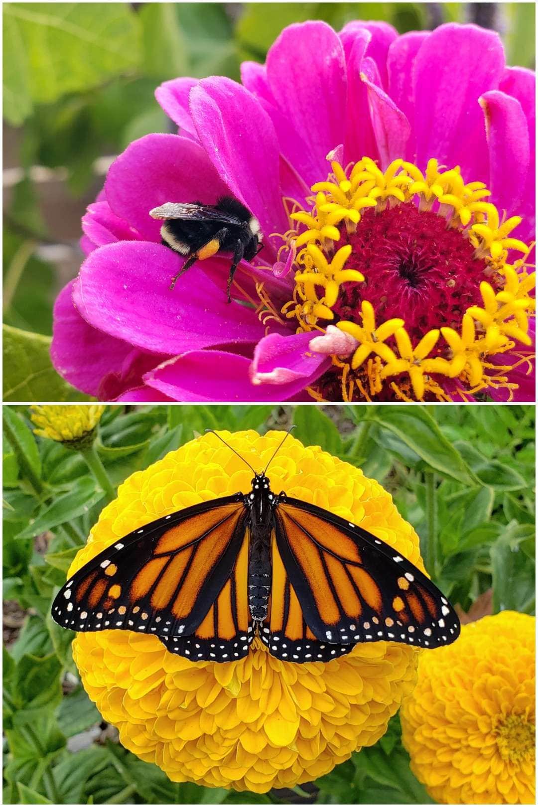 Two close up images of zinnia flowers. One is a large yellow flower with full petals, and a monarch butterfly resting in the middle with it's orange, black and white wings open. The other image is a close up of a pink zinnia flower with a bumble bee resting on the petals near the middle, with pollen on the flower and its legs.