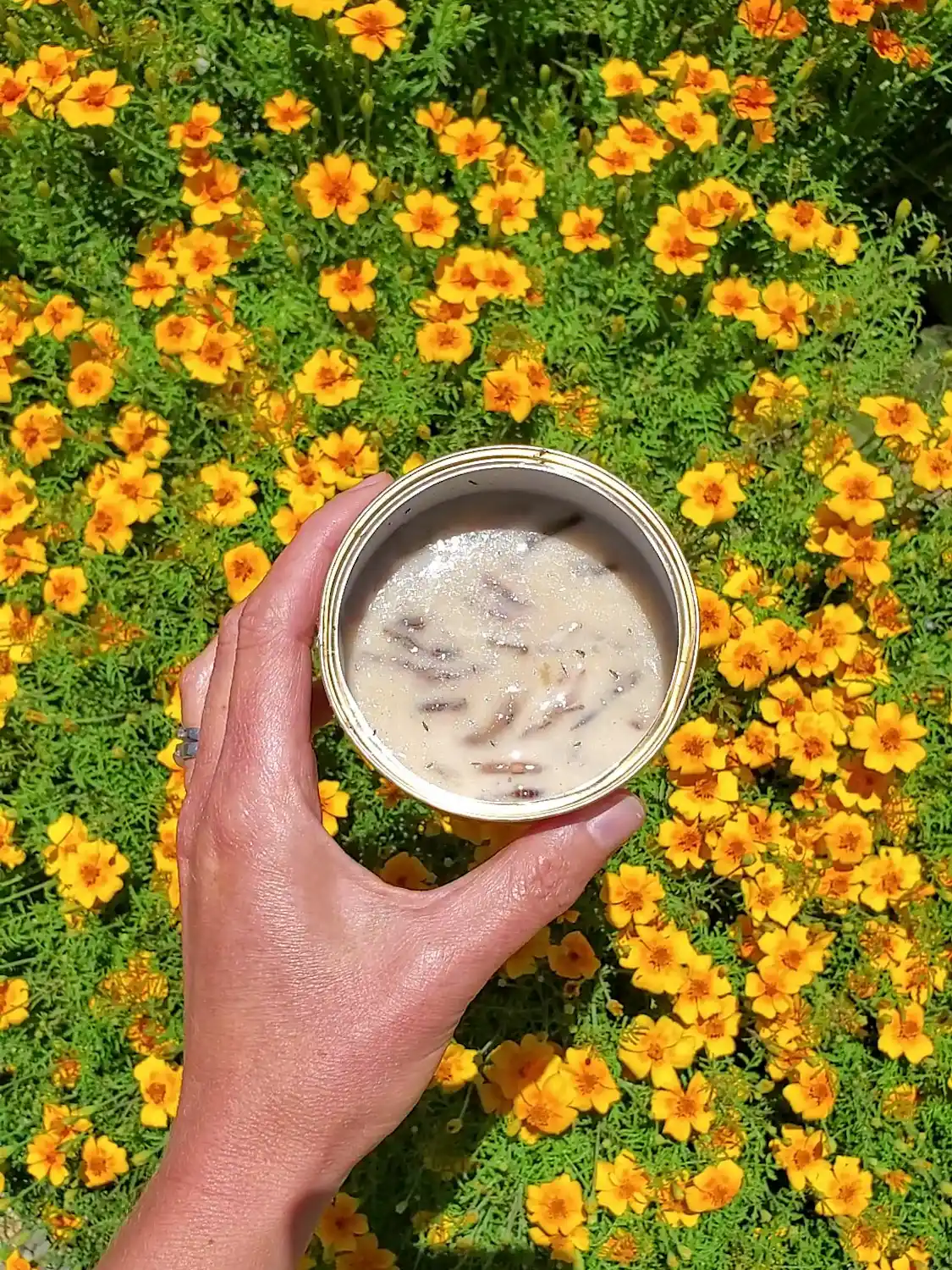A hand is holding a slug beer trap what used sourdough discard instead of beer. It is full of slugs as they were very enticed by the yeasty sourdough starter. The background is a marigold plant that is in full bloom. 