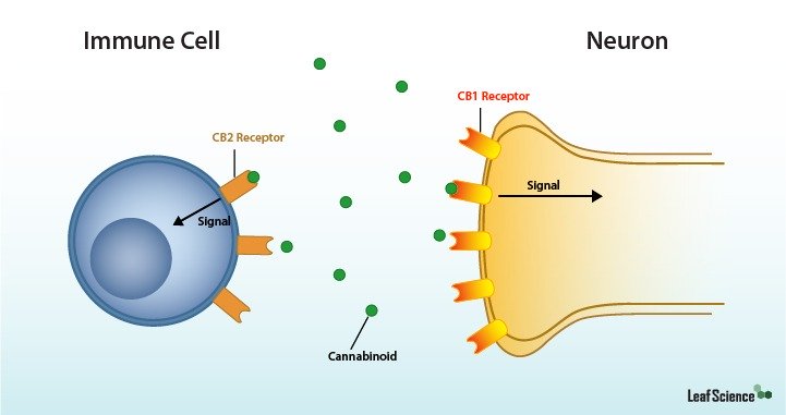 An anatomical diagram of microscopic interactions of  CB2 receptors of an immune cell on the left and  CB1 receptors of a neuron on the right. They are both drawing in free floating cannabinoids into their bodies through the receptors. 