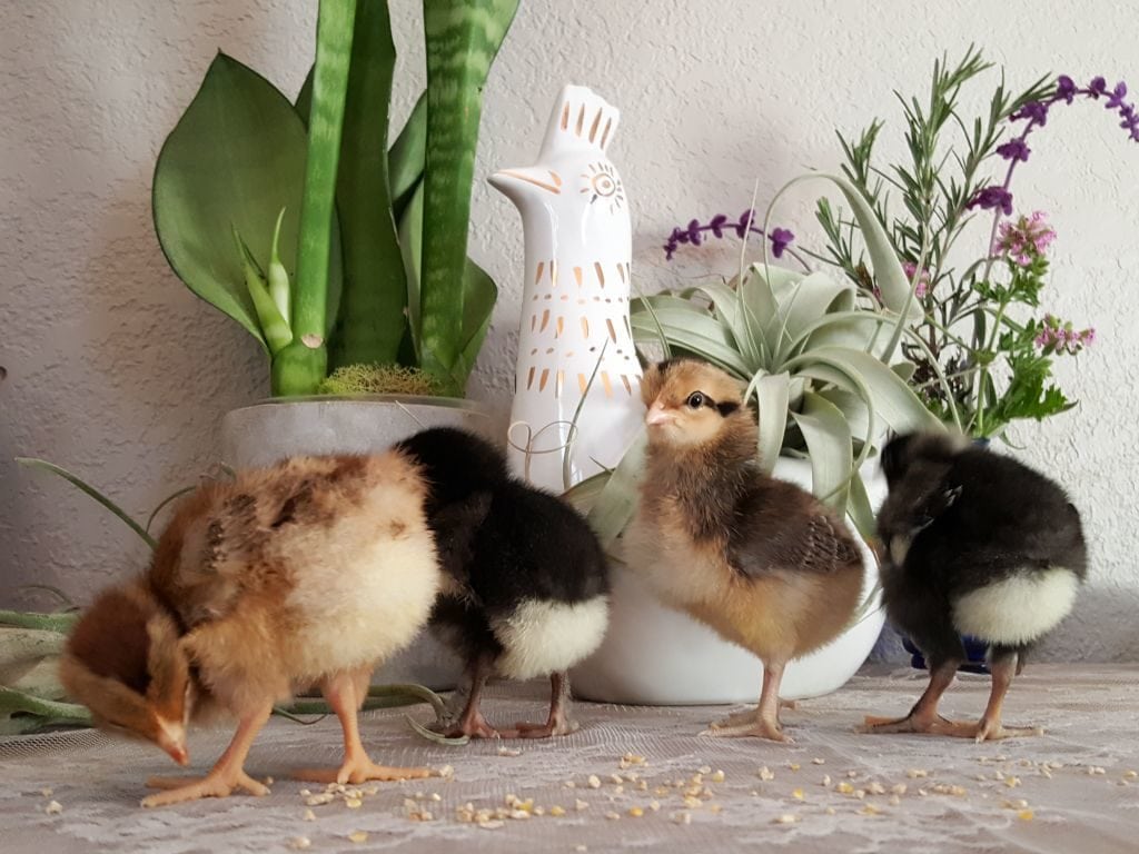 Four tiny fluffy baby three day old chicks are staged on top of a lacy surface, with house plants and a ceramic chicken in background. Two are black and white, and two are brown and tan.
