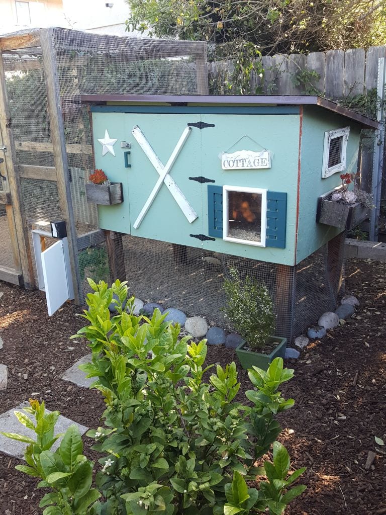 A cute chicken coop. It is about 5 feet wide, 5 feet tall, light blue with dark teal blue and white accents. It has little window frames, faux shutters, a window planter with succulents on the side. Large pastel color cobble stones are around its base.