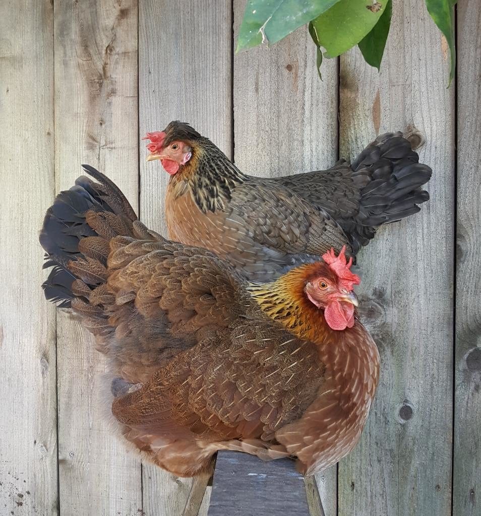 Two chickens perch on a roost below a tree. A fluffy welsummer hen and a sleek crested cream legbar hen. 
