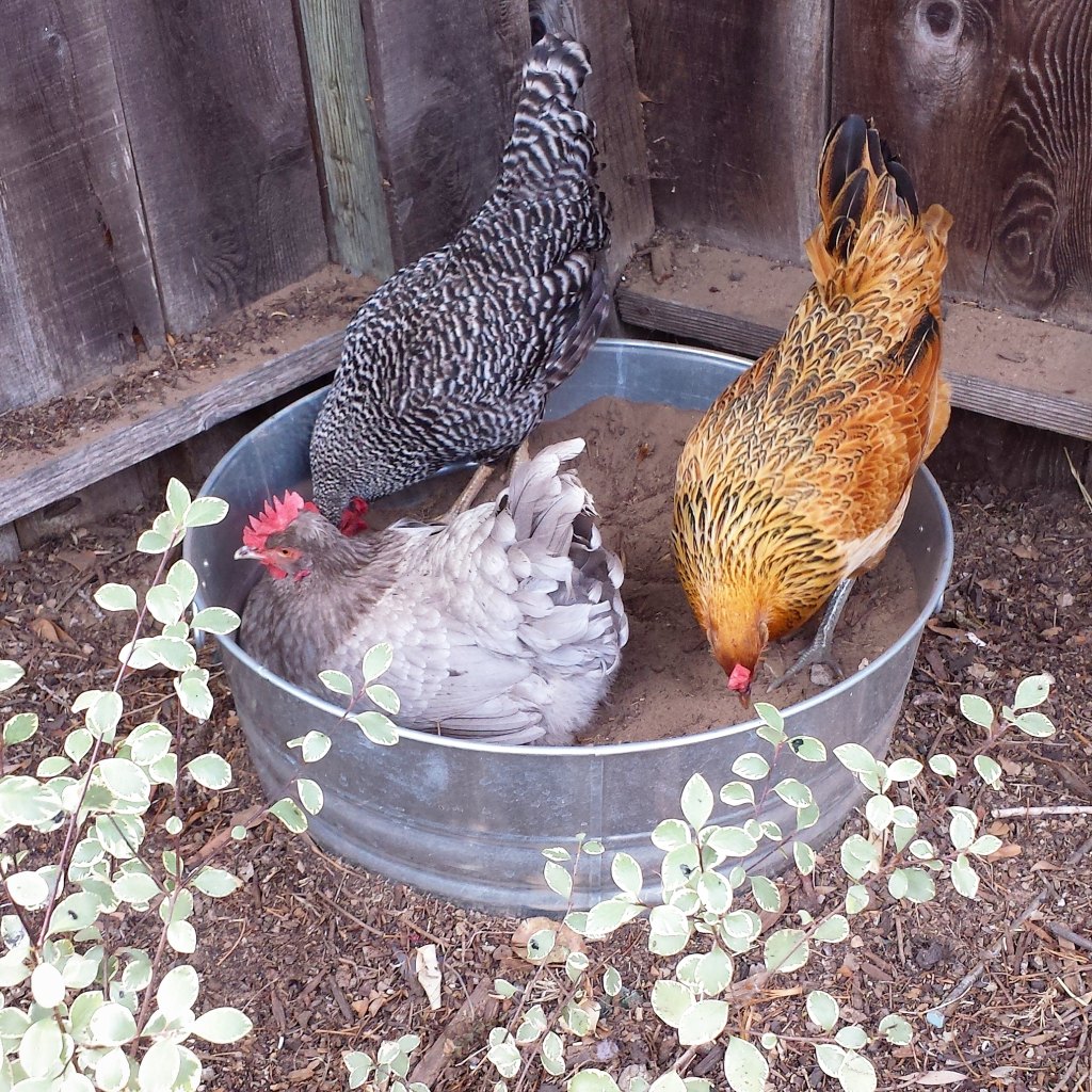 Three chickens are in large galvanized tub full of sandy soil. They use them as dust baths.