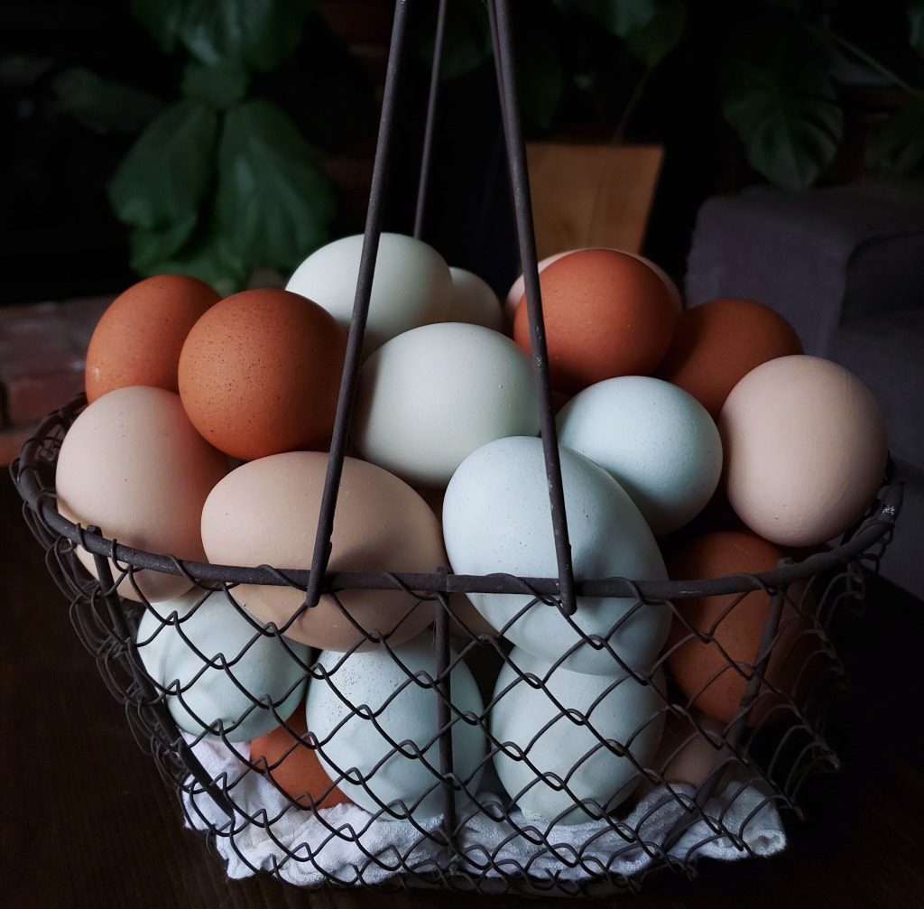 A basket full of organic, ethical, backyard chicken eggs. Some of the eggs are blue, green, light brown, and very dark brown with speckles. 
